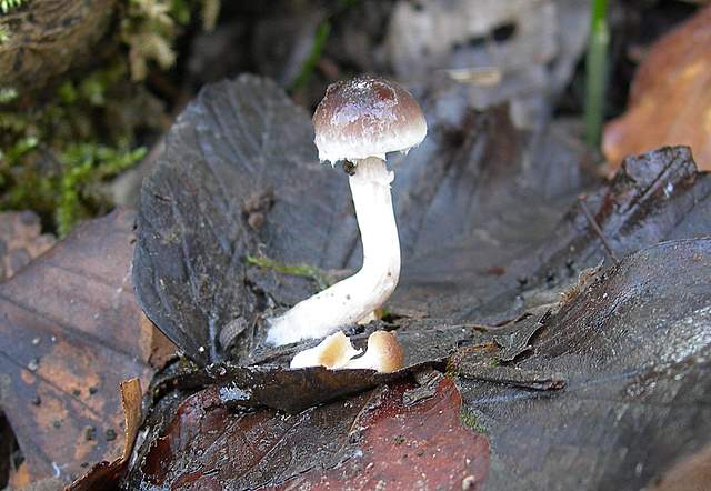 le  Specie  invernali  del  Leimental